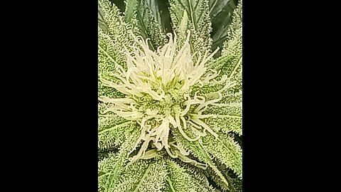 Wedding cheesecake week 12 day 6