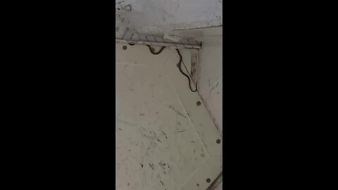 Snake on a plane delays a flight in Australia