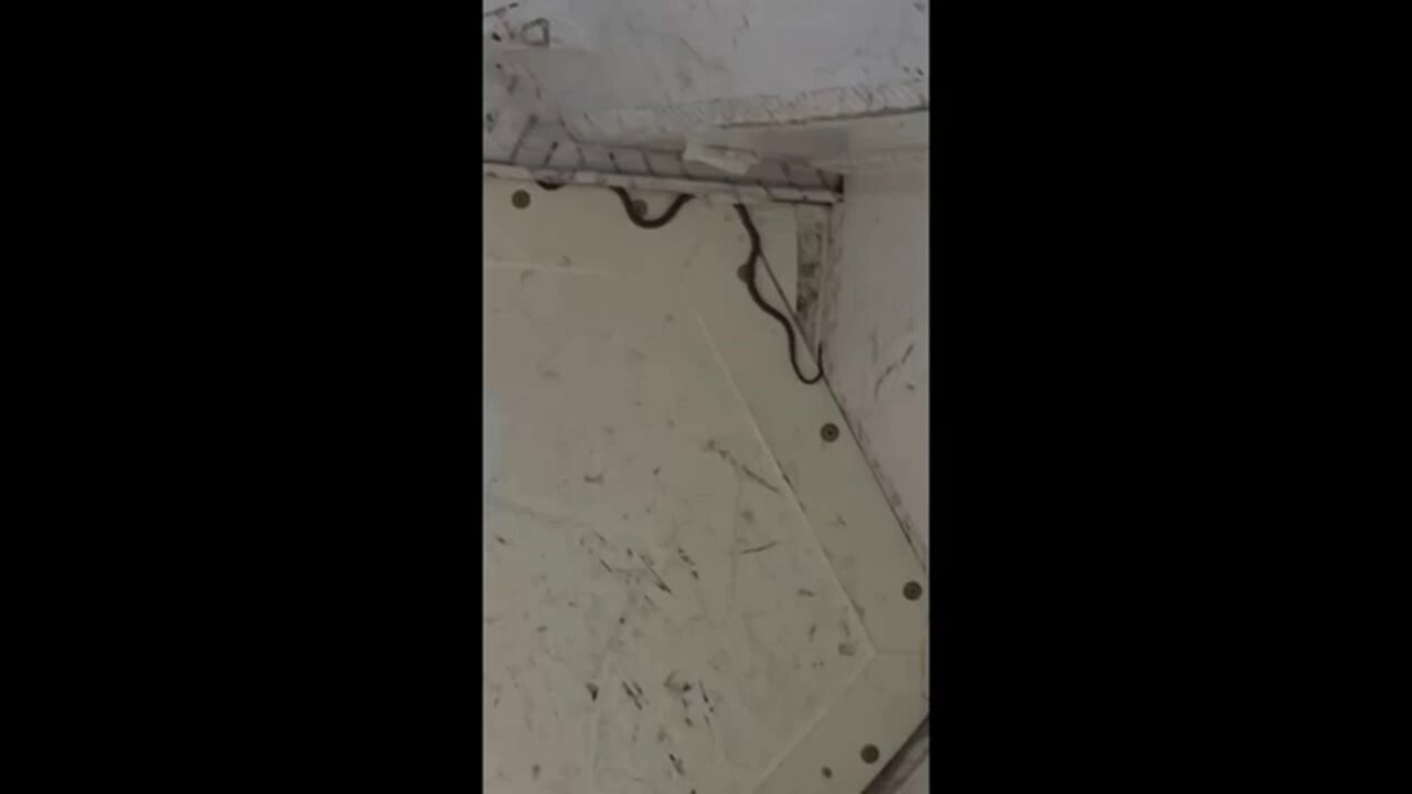 Snake on a plane delays a flight in Australia