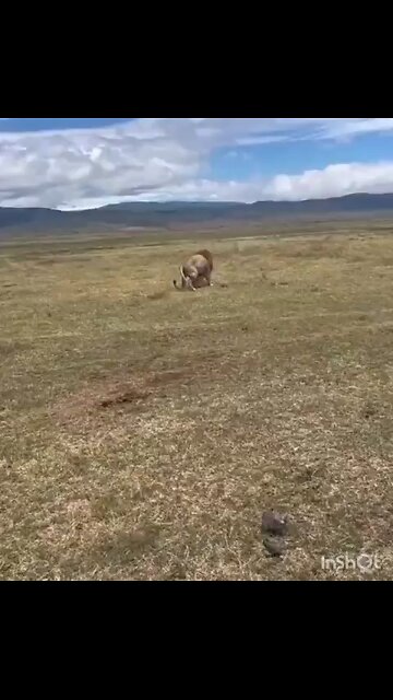 King of the jungle doing his job 🤣🤣🤣