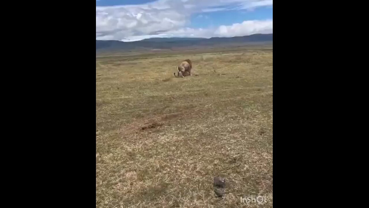 King of the jungle doing his job 🤣🤣🤣