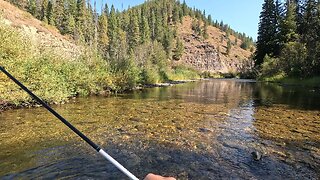 Stream full of trout!
