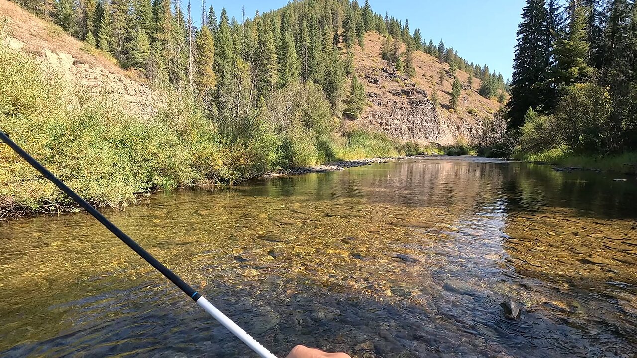 Stream full of trout!