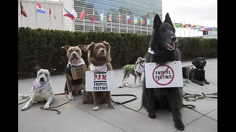 Purchasing animal tested cosmetics is wrong