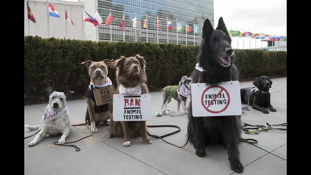 Purchasing animal tested cosmetics is wrong