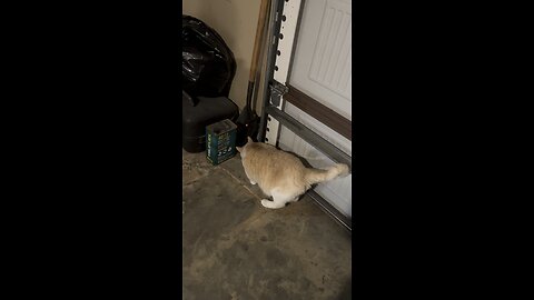 Cat Got Out 😹😹