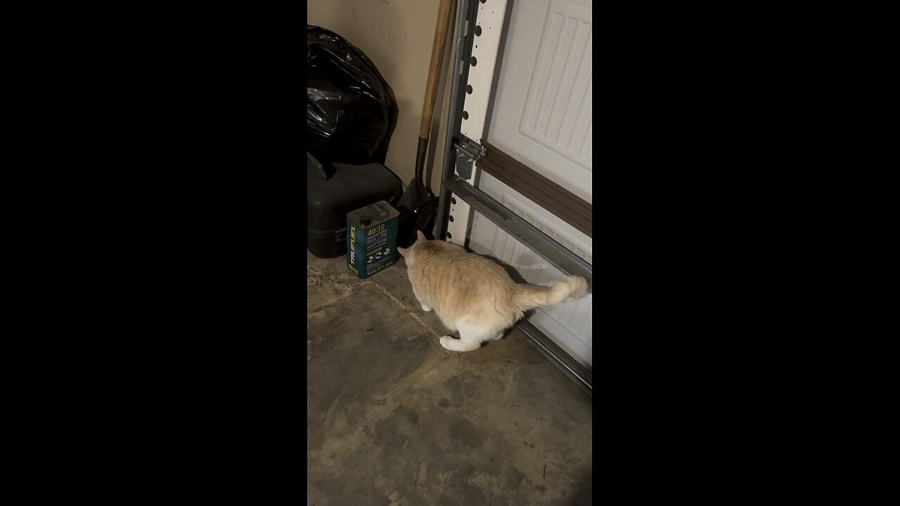 Cat Got Out 😹😹