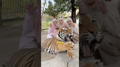 Animals Funny Compilation #funnyanimals #animals #pets #shorts