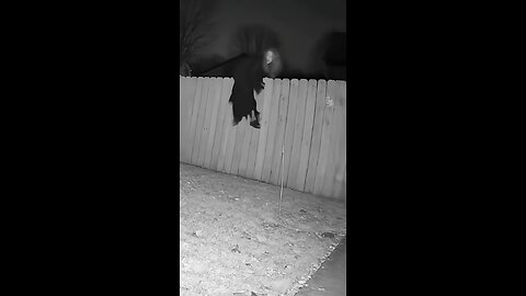 Ghost Stuck in the Wall?! Dog Suddenly Attacks the Paranormal Entity 😱👻 | Scary Footage