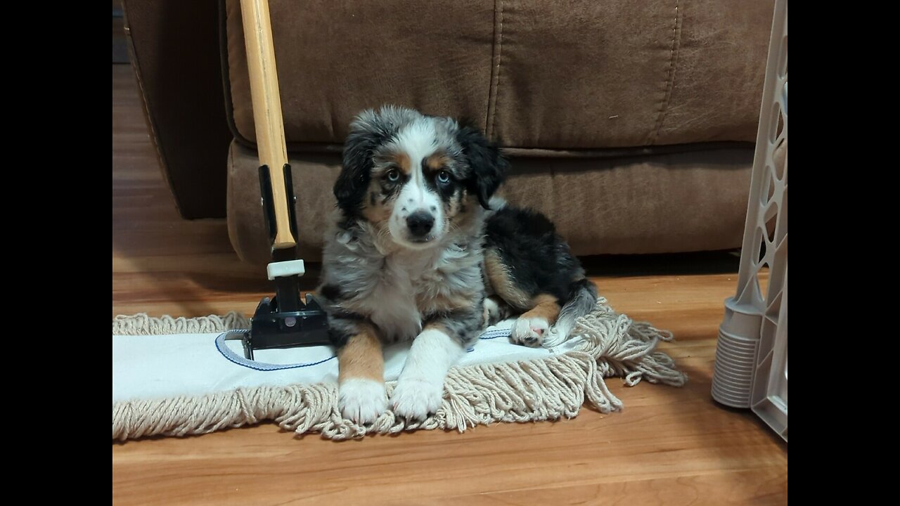 Little Towel Thief
