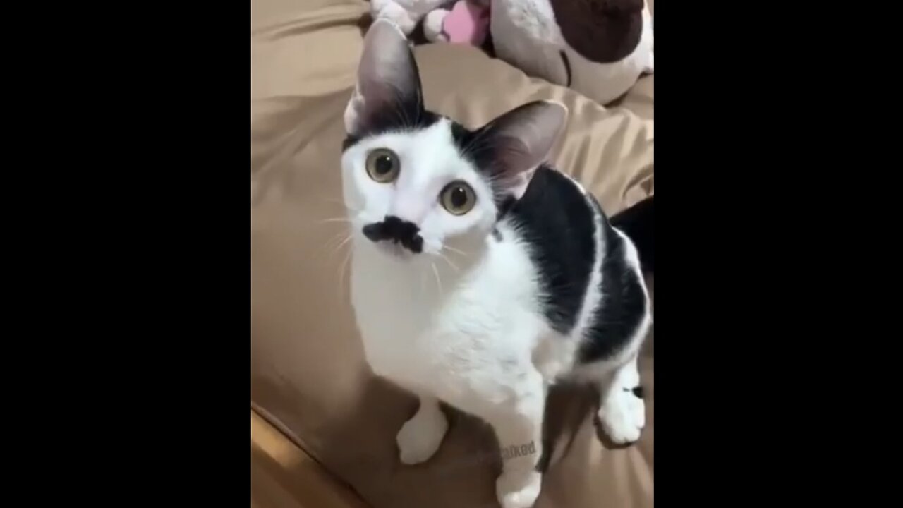 Caturday - to the tune of Another One Bites The Dust