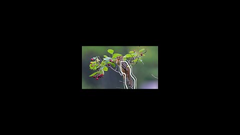 enjoy chipmunk 🐿️🐿️