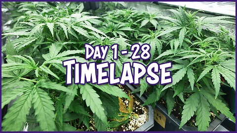 Epsilon F1 & Titan F1 Hybrid Autoflower | Tag 1-28 Zeitraffer / Timelapse 24h Licht Seed to Harvest