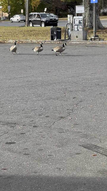Geese!