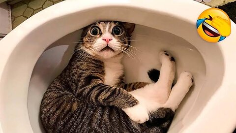 Funny Animals 😂