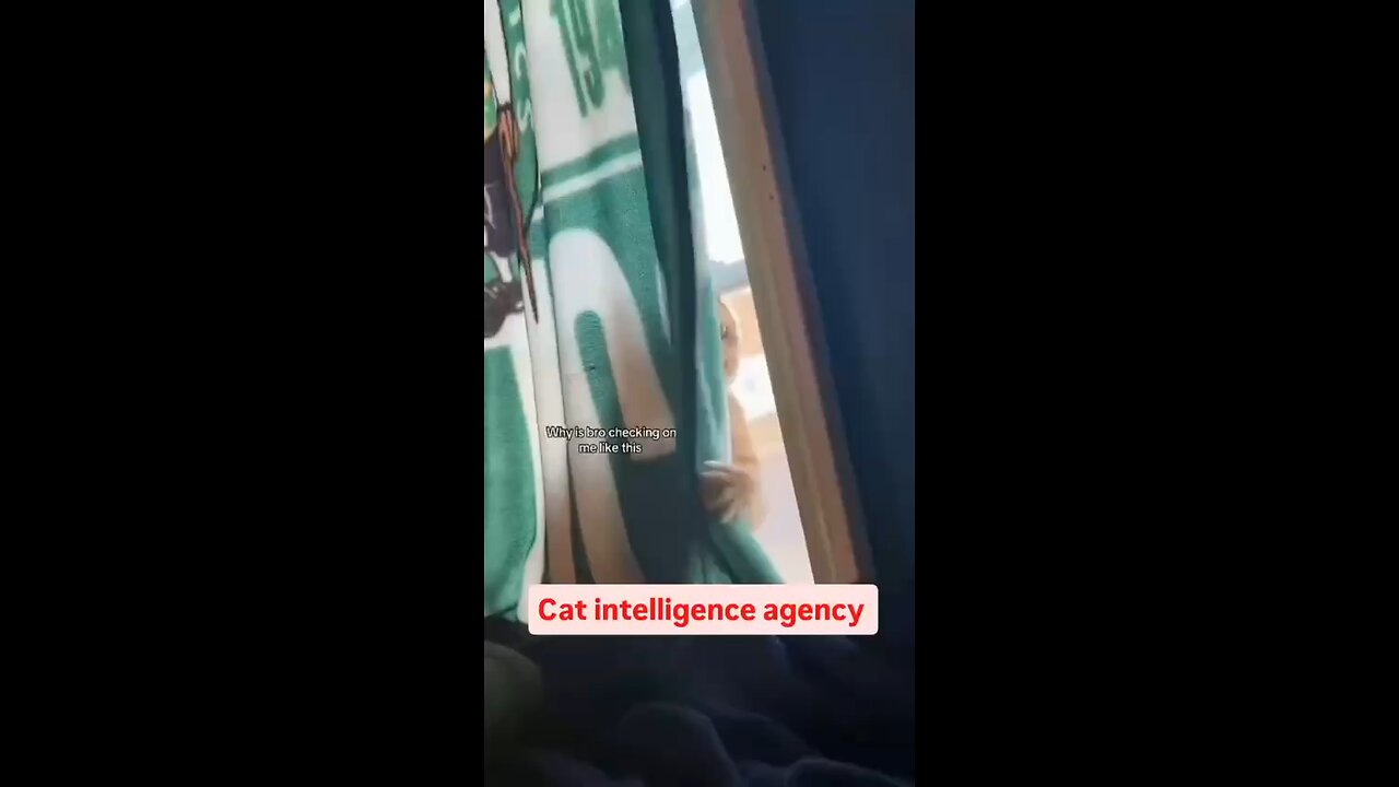 Cat Intelligence Agency