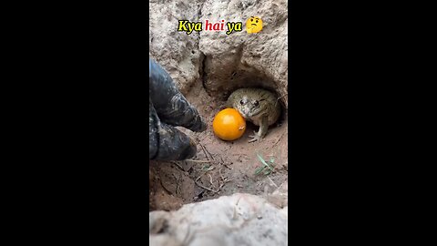 kya hai ya🤣🤣