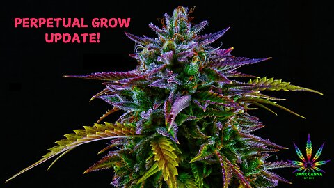 Perpetual Grow Update!