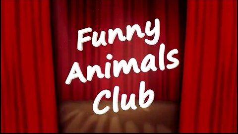 BEST FUNNY ANIMALS VIDEOS - CUTE CATS AND CRAZY DOGS COMPILATION! 😂