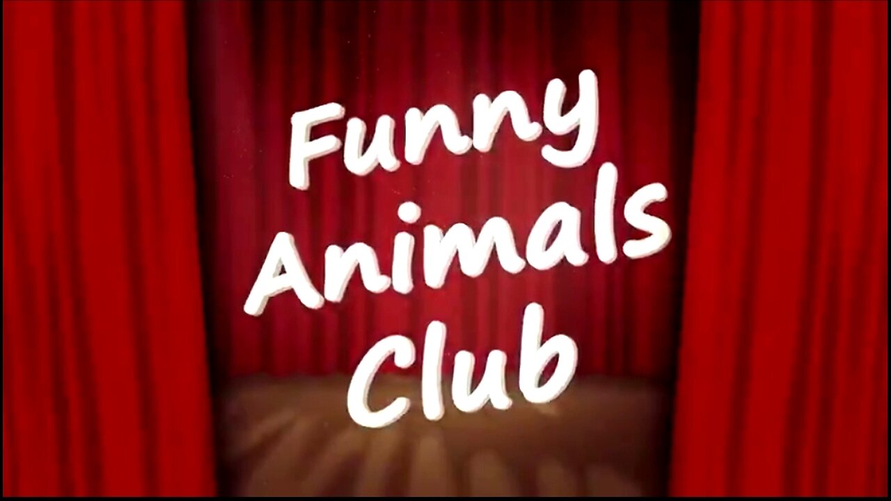 BEST FUNNY ANIMALS VIDEOS - CUTE CATS AND CRAZY DOGS COMPILATION! 😂