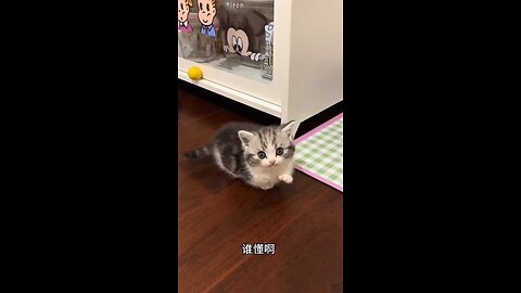 Cute kitten always following me #cat #kitty #cute #shorts #viral