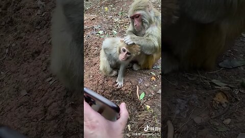 Funny monkey #29