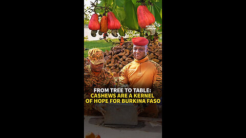 FROM TREE TO TABLE: CASHEWS ARE A KERNEL OF HOPE FOR BURKINA FASO