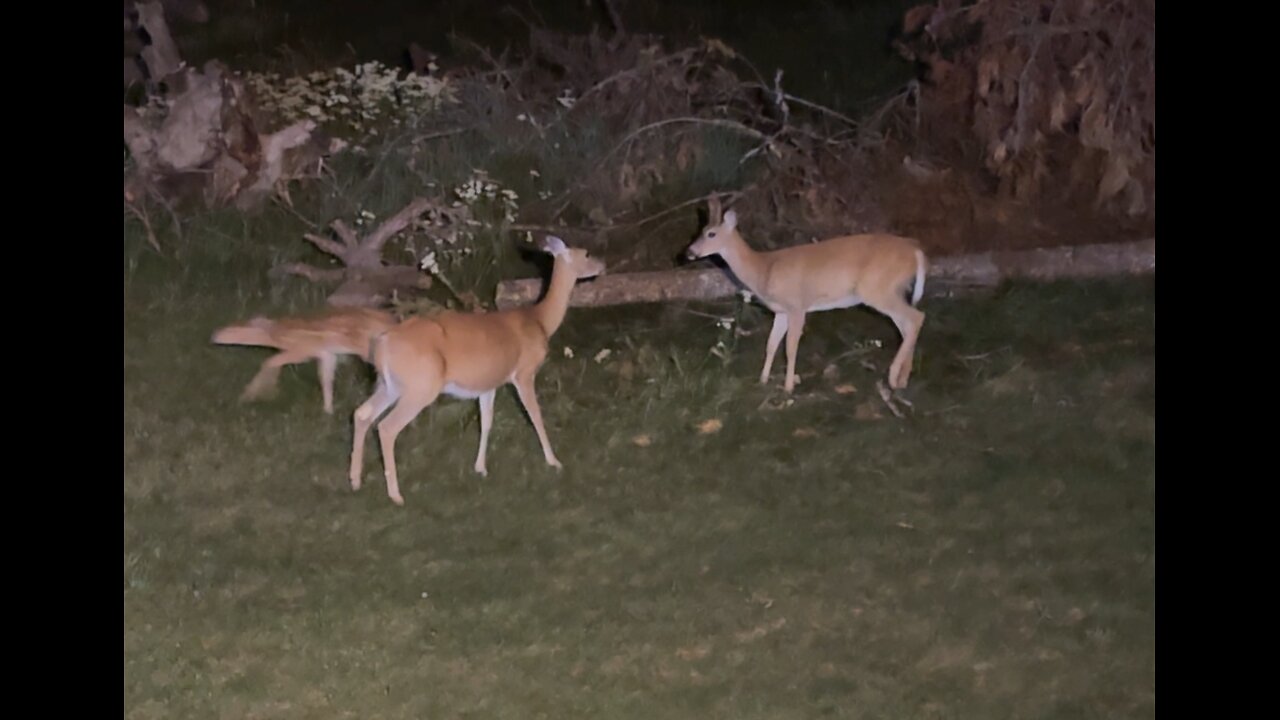 Protective Doe Chases Buck Away From Her Fawn | Nighttime Deer Encounter Caught on Camera