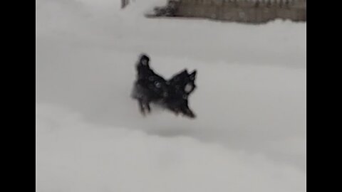 Fetch on a snow day