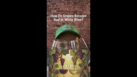 Wine Basic Ep.3 🍷Why wine become red or white ? 🍇