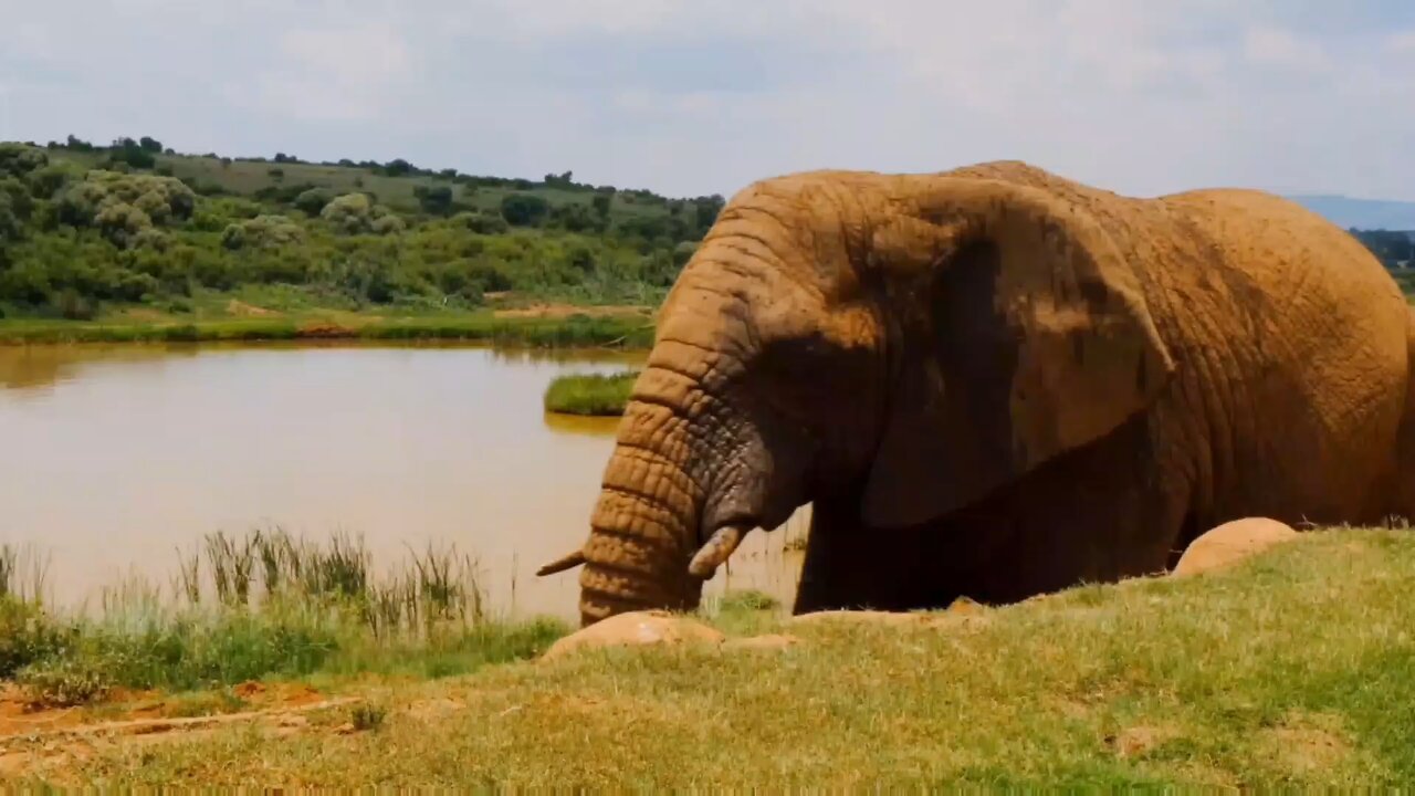 Afrika elephant