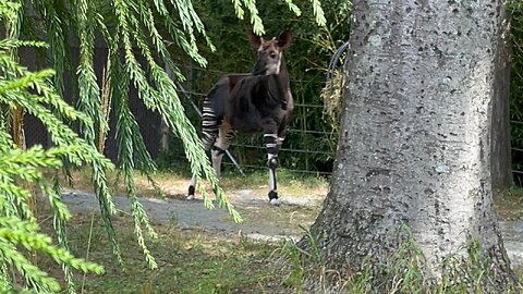 Okapi. A rare animal in the world