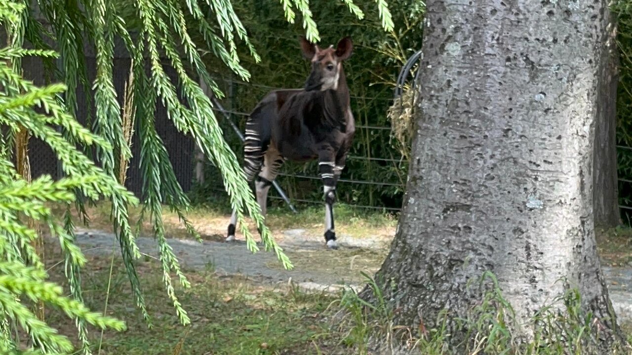 Okapi. A rare animal in the world
