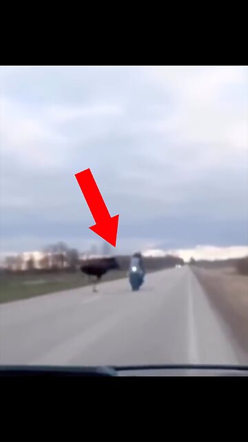 Un motociclista se salva por los pelos de chocar con un alce