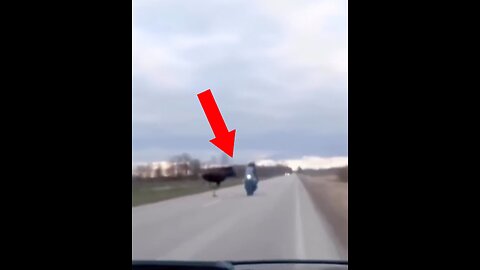 Un motociclista se salva por los pelos de chocar con un alce