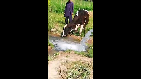Bakra Eid Special