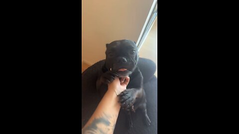 Chromeazz vs dog