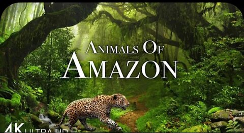 Amazon jungle animal's