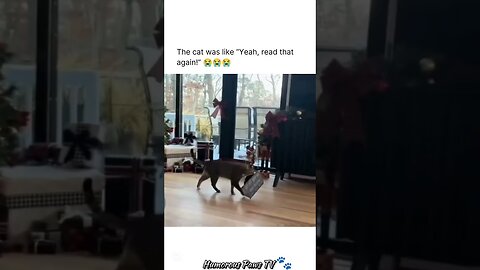 When Pets Try Their Best… and Fail Hilariously!