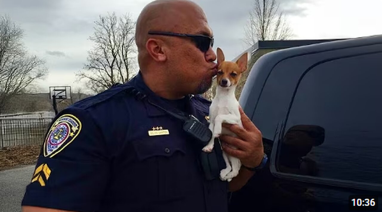 When A K9 Puppy Got His First Day On The Job! 😂 Funny Dog Videos 2025