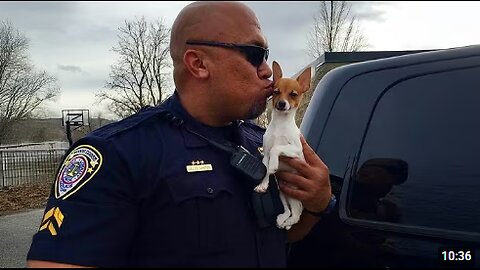 When A K9 Puppy Got His First Day On The Job! 😂 Funny Dog Videos 2025