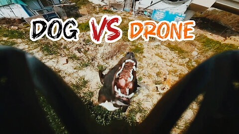 Dog vs Drone/Part2 /ড্রোন দেখে কুকুর পালালো😲#dogvsdrone #fypシ゚viral @FamilyMovie07 #funny