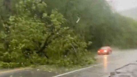 How Did She Not See That Tree In The Road
