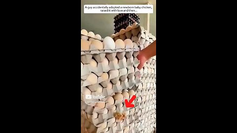 they adopted a smart chicken
