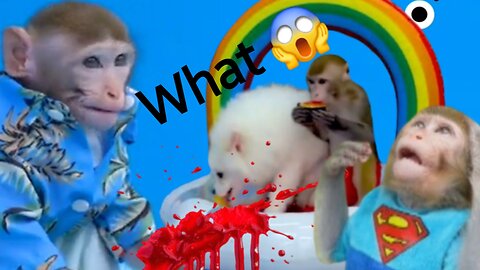 Bonmonkeykiki the bike accident || Animalht video|| funny moment video..