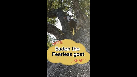 Is Eaden, the fearless little goat, stuck up in a tree?