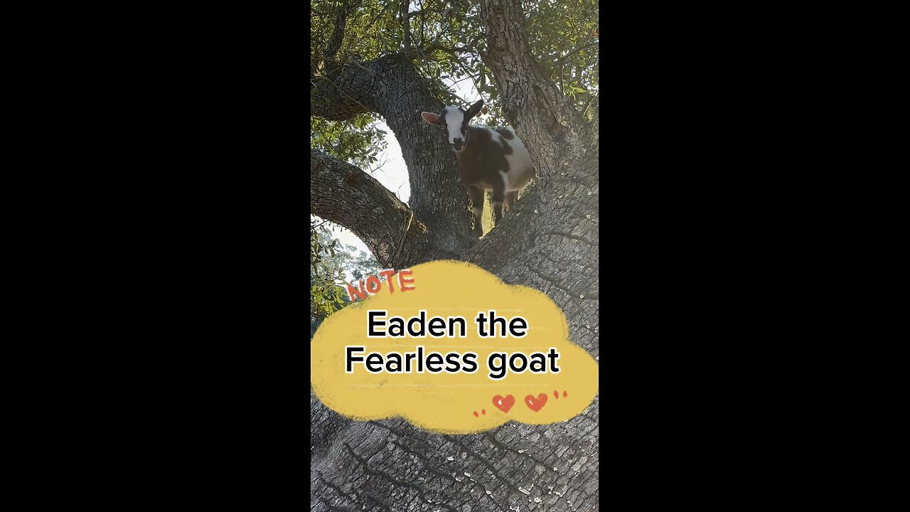 Is Eaden, the fearless little goat, stuck up in a tree?
