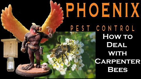 How to Deal With Carpenter Bees