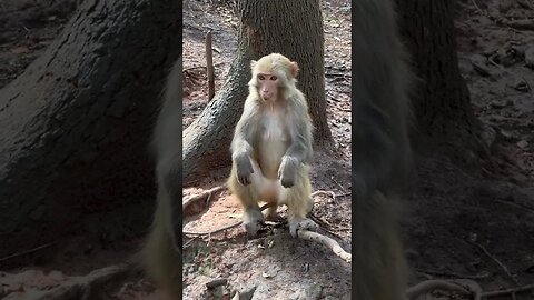 Funny monkey #73