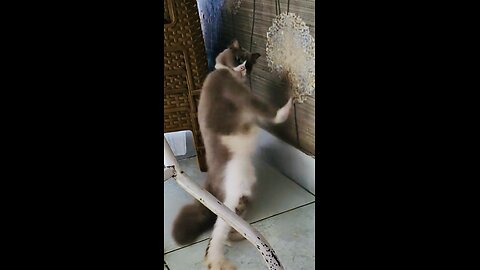 Cat Hot dance moves🤣